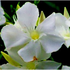Oleander Sunshine 1 Plants Hardy Flowering Shrubs Nerium
